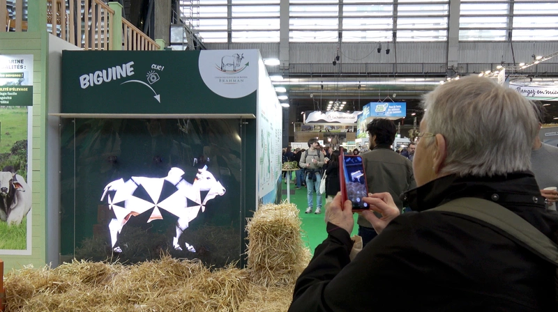 法國牛因傳染病首次缺席農業大展  皮革業也受影響