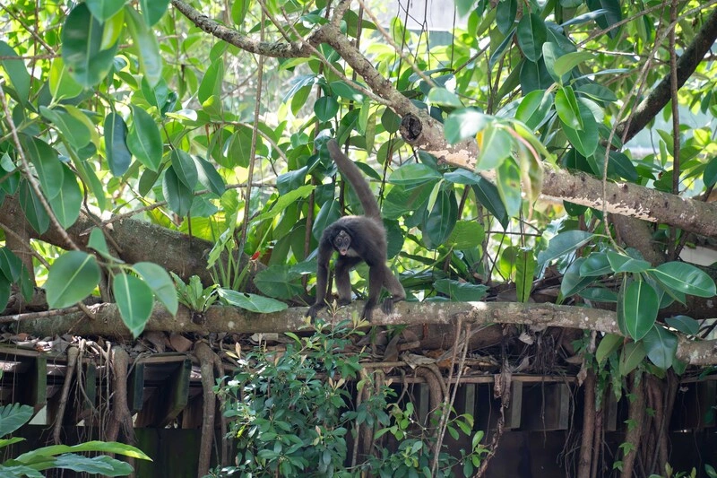 棕蜘蛛猴打鬧到跳水脫逃　北市動物園：非遭霸凌