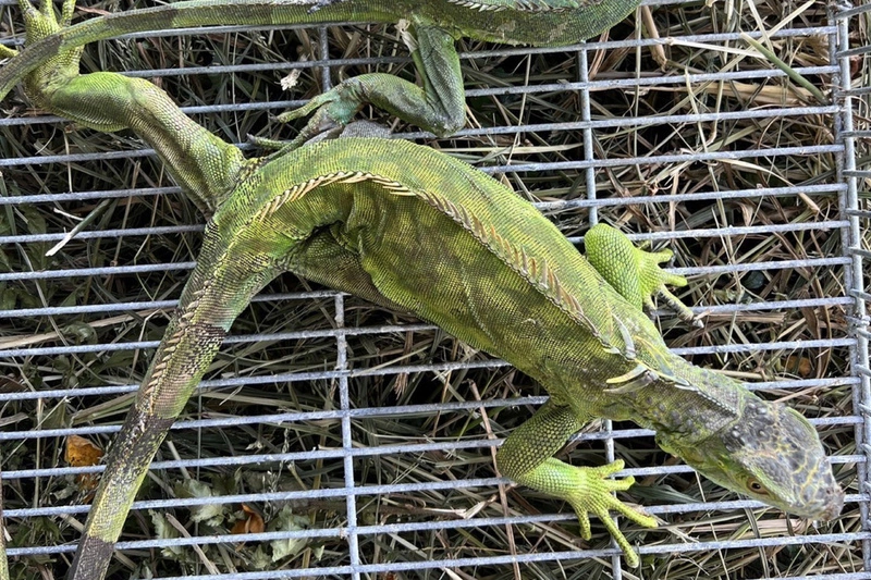 台南擴大綠鬣蜥移除量能　辦防治訓練開放百人參加