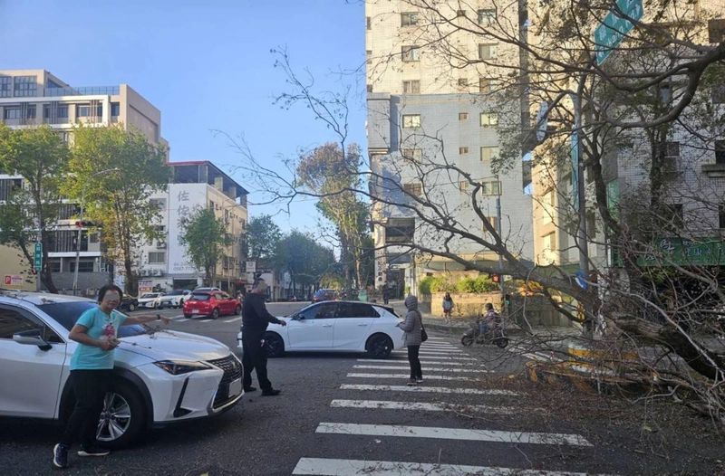 台中強風吹倒路樹　轎車經過遭砸幸無人傷