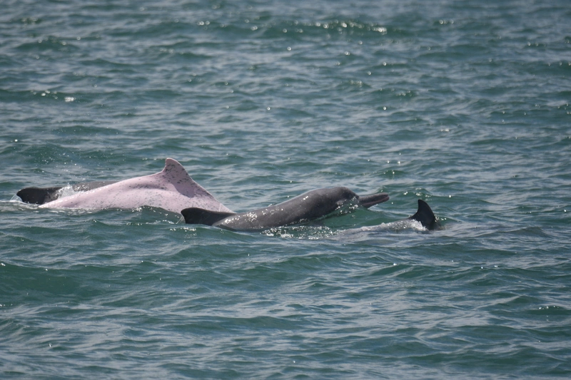 海保署公布白海豚監測成果　增4隻幼豚納個體名錄