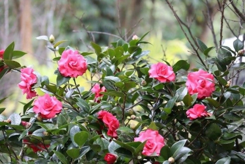 北市花卉試驗中心茶花展登場