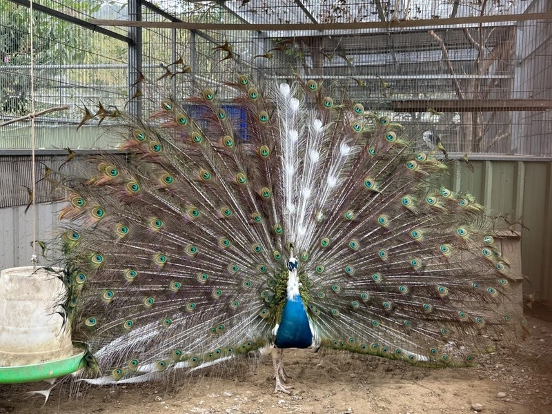 歷時8年培育　青花瓷孔雀羽色紋理宛如一幅畫