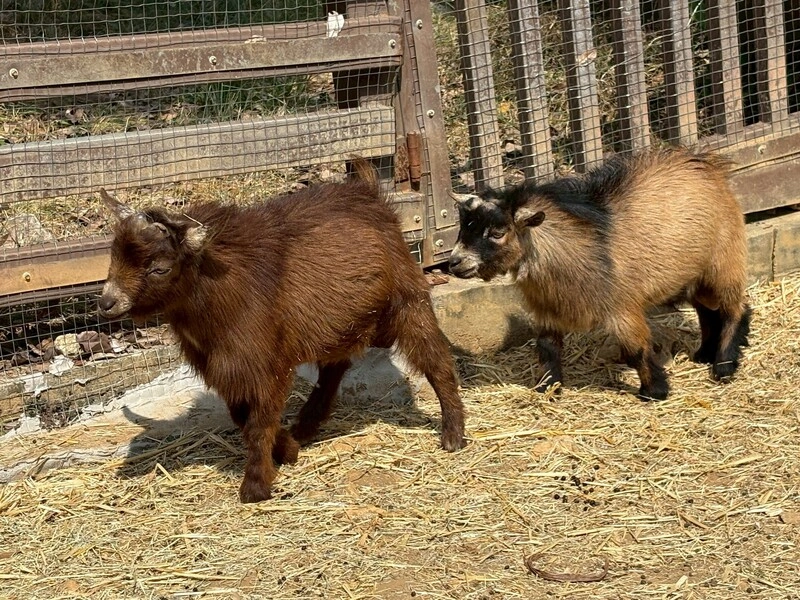 壽山動物園增加新動物