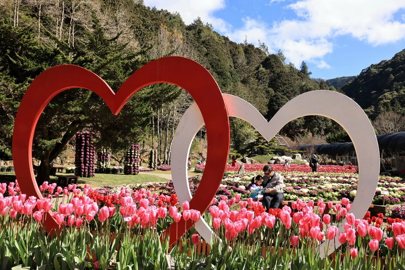 南投杉林溪逾12萬株鬱金香爭豔　繽紛色彩如異國