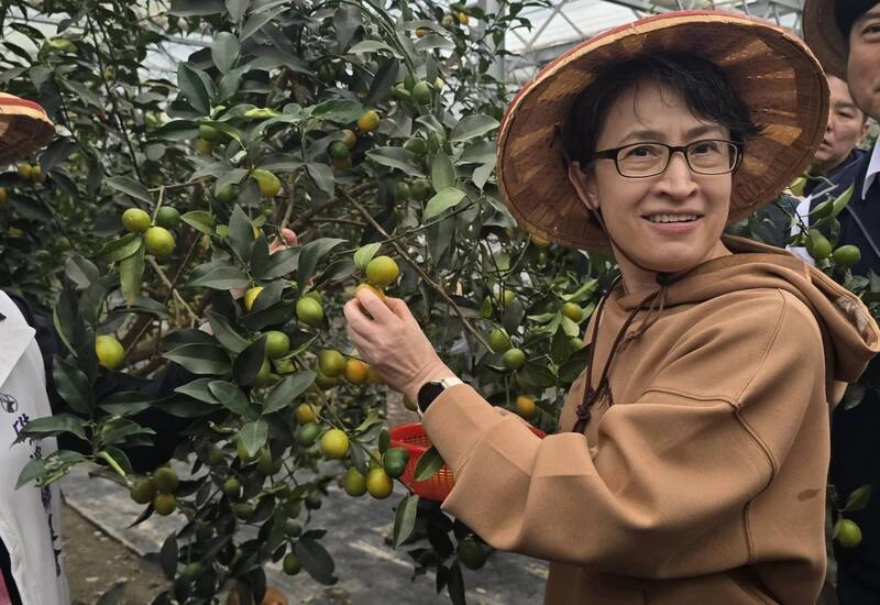 蕭副總統宜蘭視察金柑產業　體驗採果