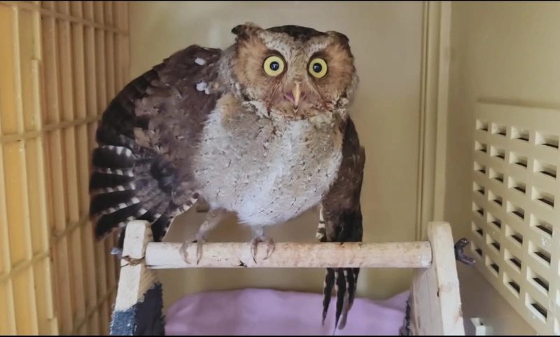 基隆山區清鳥網　蒼鷹、藍鵲遭害僅黃嘴角鴞倖存
