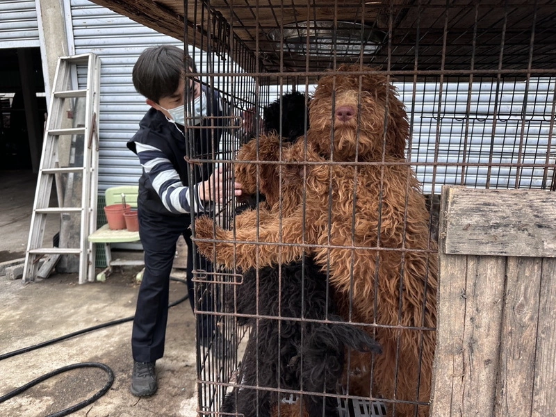 嘉縣查獲黑心繁殖狗場　63隻品種犬將開放認養