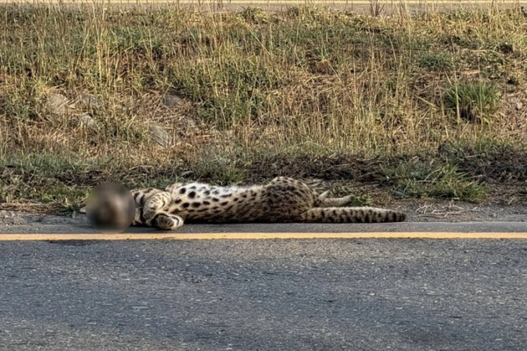 彰化和美近海公路發現石虎　疑遭路殺