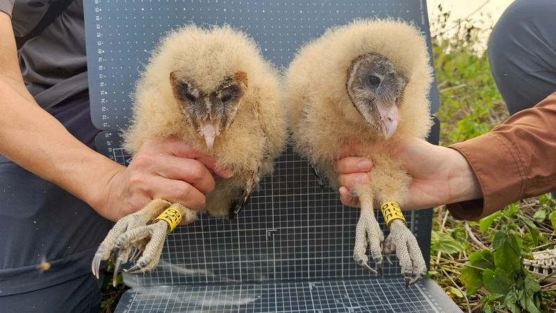 林邊溪發現全台最南草鴞繁殖 林保署屏南推生態給付