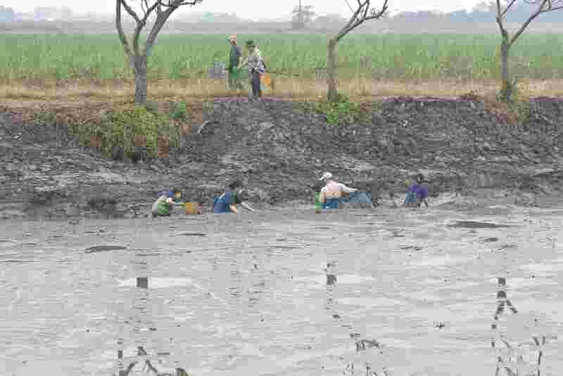 回復生態平衡　移除九芎埤外來水生物（2）