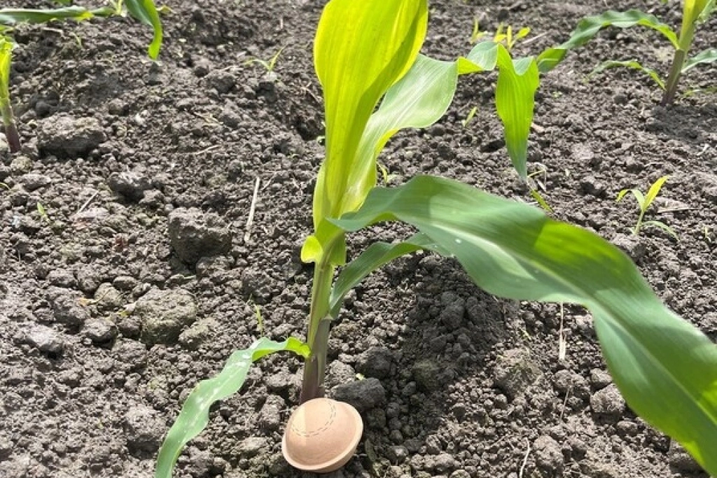 無人機投寄生蜂球防蟲害　效率提高6至10倍