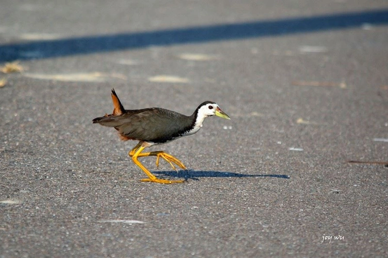台南環團籲勿隨意捕殺野鳥