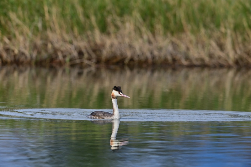 卑南溪口出現稀有冠鷿鷈停棲　台東縣府籲勿干擾