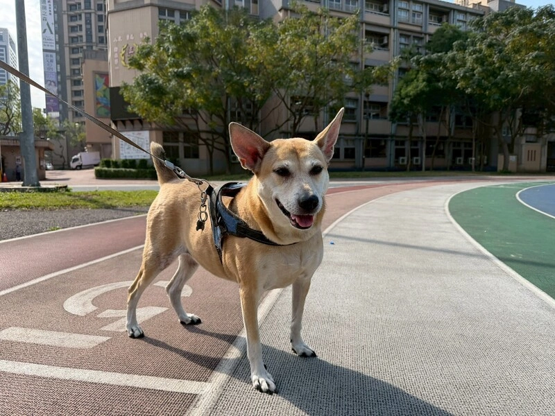 追咬尾巴不是賣萌　新北國小校犬太胖傷關節引焦慮