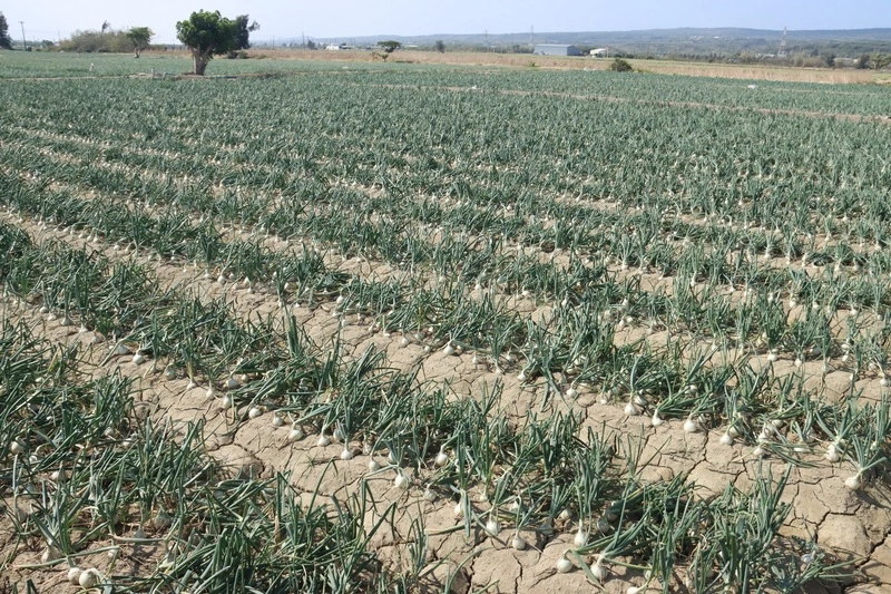 洋蔥採收順暢　中部將進尾聲、屏東4月接力供應