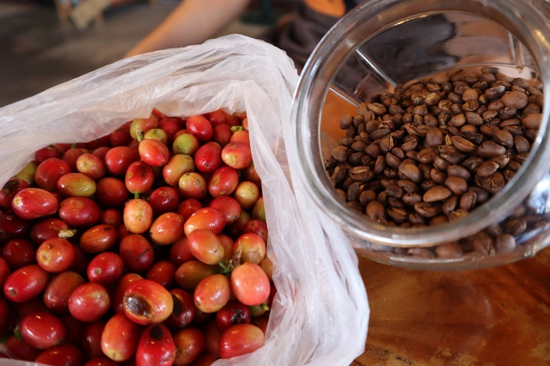 花東咖啡導向精品化  體驗山海交界獨特風味