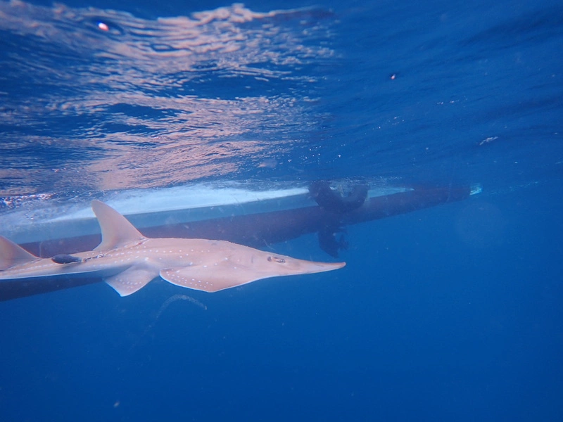 無斑龍紋鱝極度瀕危　水試所衛星標識放流追蹤