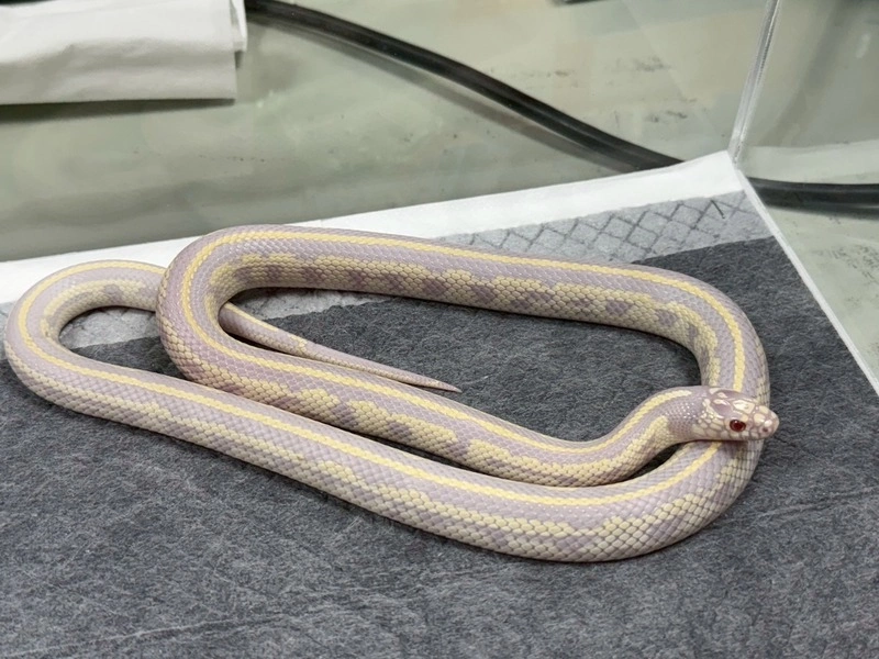 桃園動保處辦特殊寵物認養　加強飼主教育