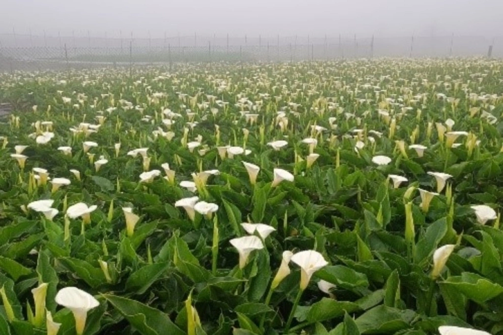 北市陽明山海芋進入盛開期　把握賞花最美時刻