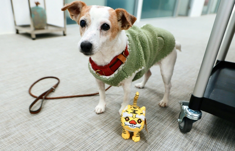 陳其邁送超人力霸王提燈　蔡英文回贈福氣加碼