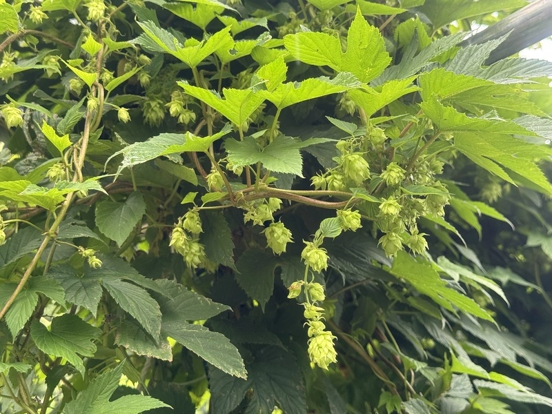 花蓮農改場宜蘭成功試種啤酒花