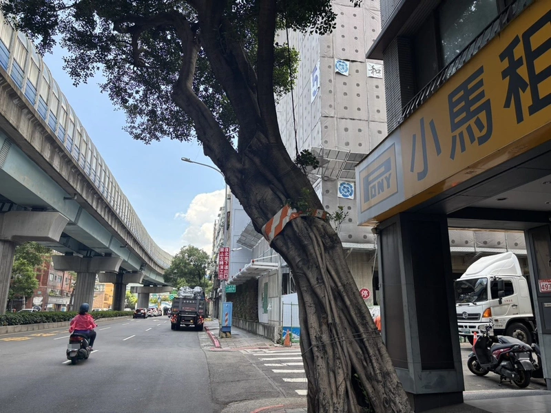 綁紅白警示帶是砍樹標記？北市：提醒用路安全