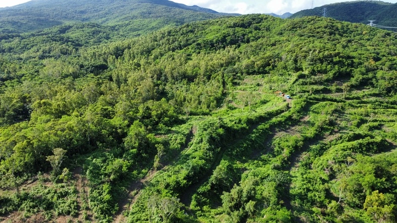 全台首例　緯創加強森林經營碳匯專案通過環境部審議