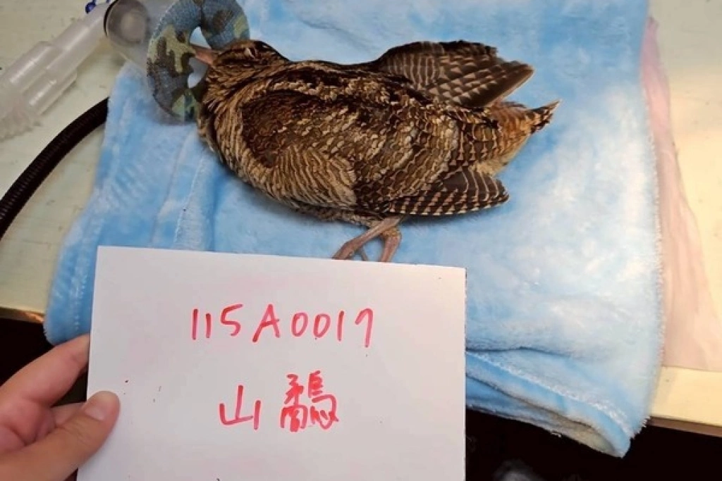 桃園鳥會成立野生動物診所　年救逾2千條生命