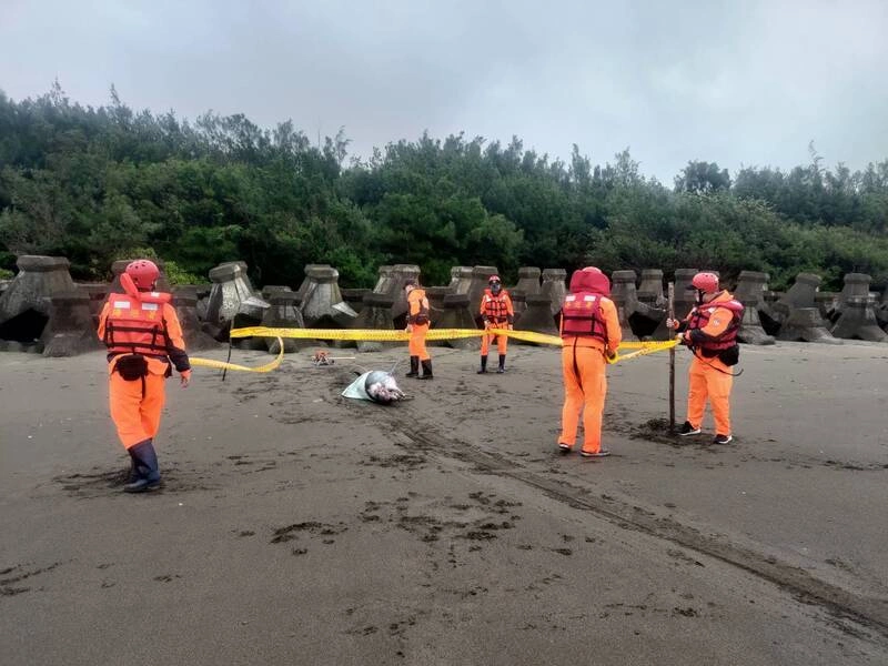 竹縣新豐海岸鯨豚擱淺亡　待會勘釐清死因