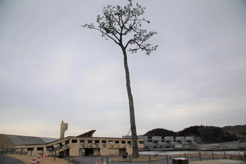逃過311海嘯摧殘  日本岩手縣一顆松被視為奇蹟