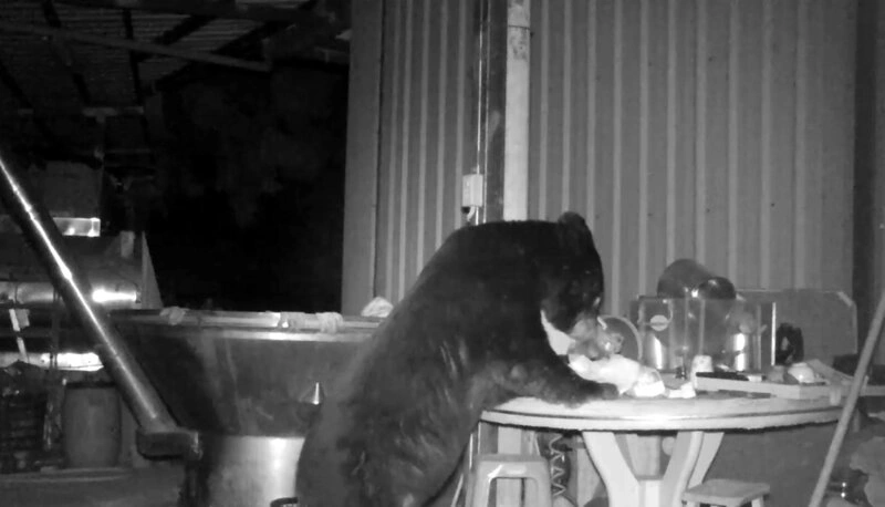 黑熊出沒靠近阿里山聚落　設誘捕籠避免侵擾傷人