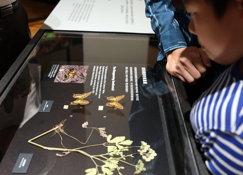 台灣蝶蛾生存記特展　展出黃鳳蝶標本