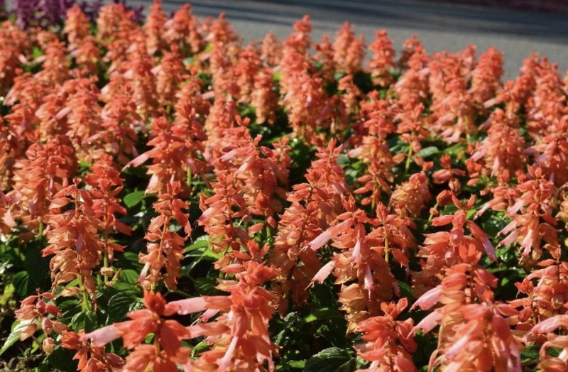 仁愛路成片鮭紅色一串紅