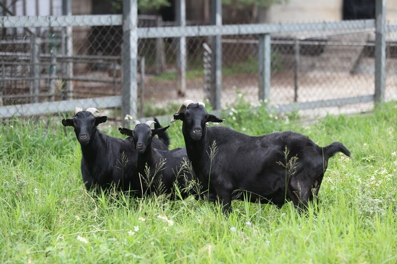 畜試所山羊人工授精更精準　較傳統提升6個百分點