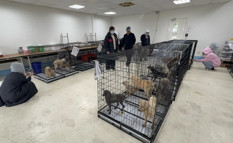 苗栗人人犬舍首批犬隻開放認養（2）