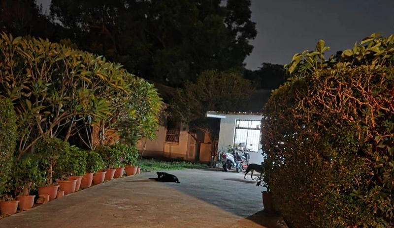 東海校園浪犬擾民　2黑狗列追捕對象