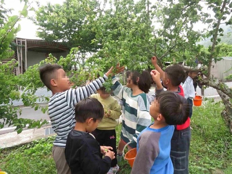 幼兒園遊戲日常融入本土語　種小米紅藜學部落智慧
