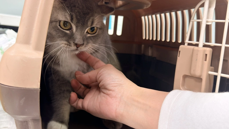 彰化動防所開放認養品種貓