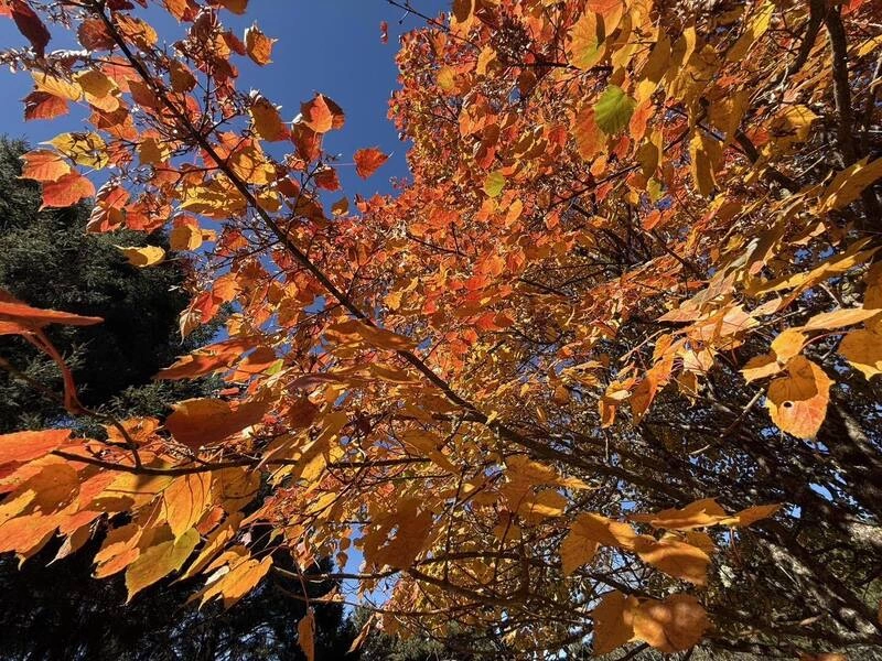 玉山國家公園塔塔加地區楓紅爆發