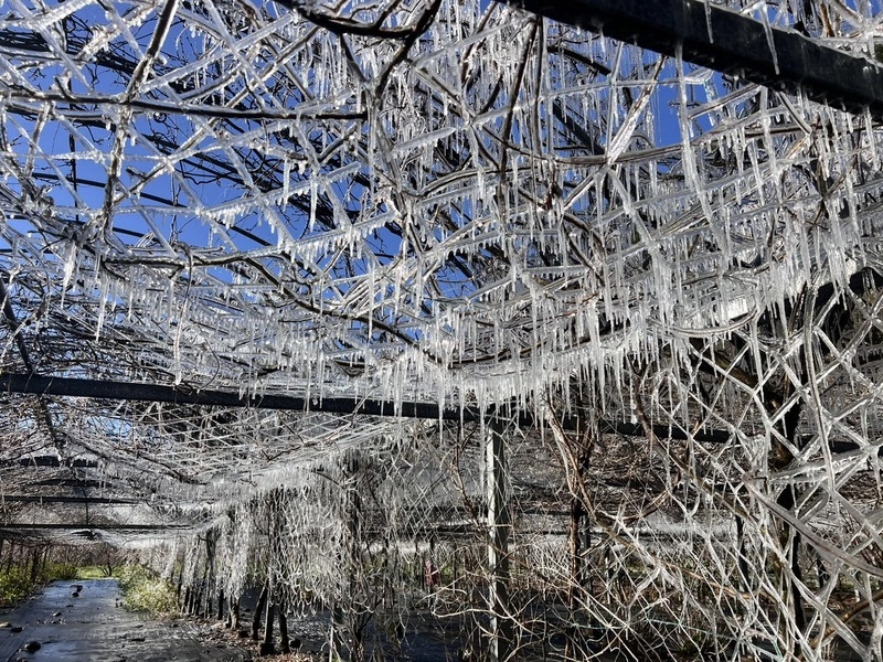 武陵農場凌晨零下0.6度防凍噴灌　藤花園水晶宮再現