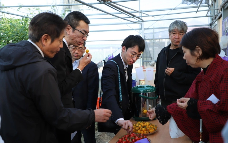 日本山口縣考察團嘉義縣體驗採小番茄（2）