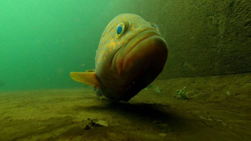 水試所研發人工培育深海魚種赤石斑