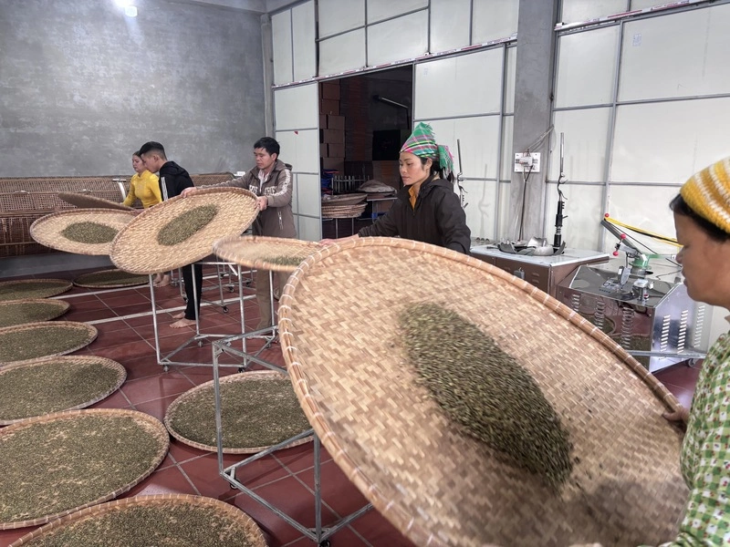 越南古樹茶製作 手工浪菁