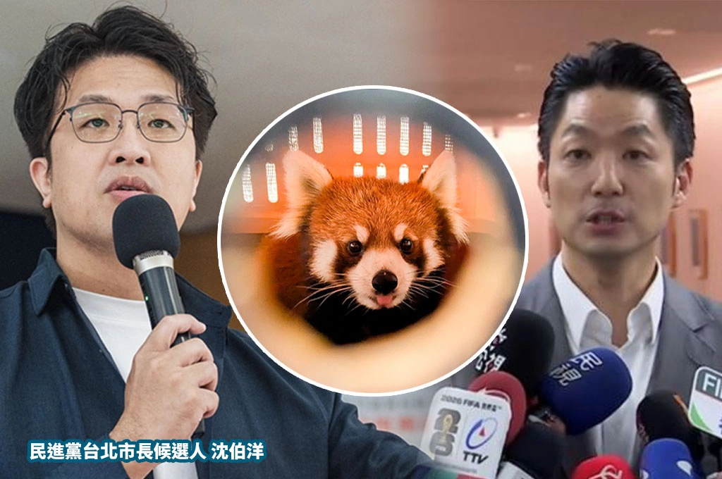 上海小熊貓來台「雙城論壇成果」？沈伯洋回「我們也跟日本交流小熊貓」：台灣可跟世界免政治前提「無痛交流」