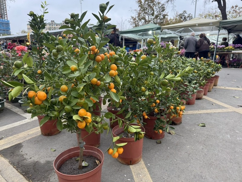 新竹假日花市蘭卉爭艷　民眾採買春節盆栽添喜氣