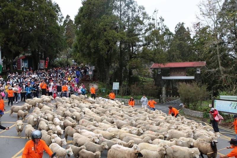 清境、日月潭春節迎遊客　住宿者下午抵達避塞車