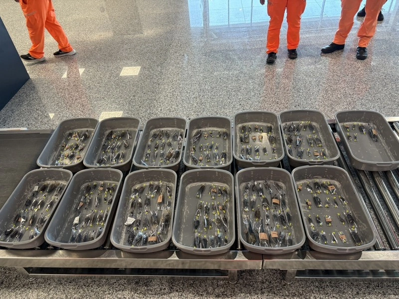 金門小三通旅客藏數百甲蟲欲出境　當場查獲函送