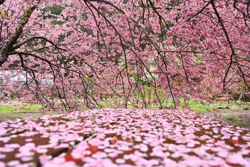 武陵農場晚開櫻花盛放　早開區域櫻吹雪遊客讚爆
