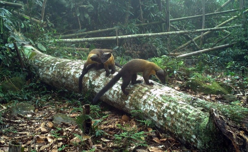 林保署嘉義分署紅外線相機監測　拍攝保育類動物